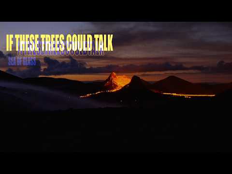 If These Trees Could Talk - Sea of Glass (Official)